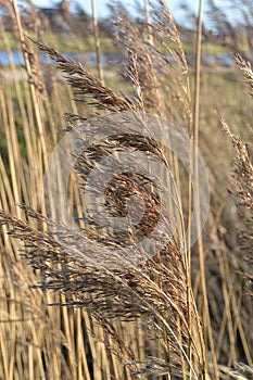 Grass seeds