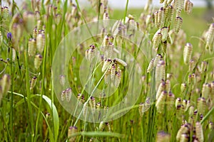 Grass seeds abstract