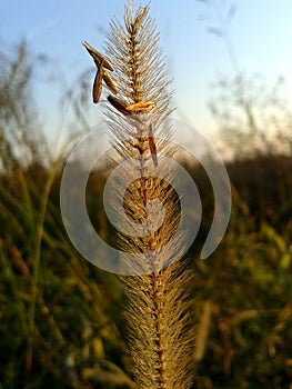 Grass and seeds