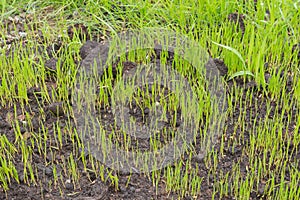 Grass seeds begin to grow in the garden at springtime