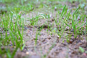 Grass seeds begin to grow on the soil in the garden