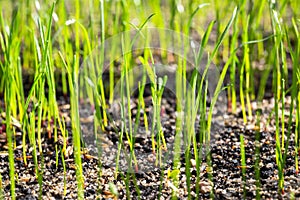 Grass seeds begin to grow on the soil in the garden