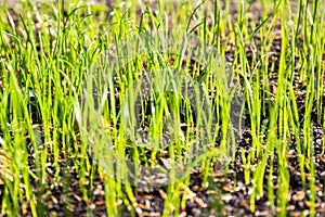 Grass seeds begin to grow on the soil in the garden