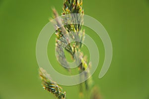 Grass seeds ripen in summer