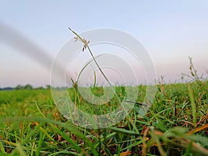 Grass seems simple beauty but retain acutal symbol