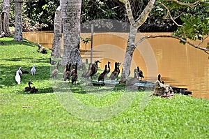 In the grass several Dendrocygna viduata ducks resting in the shade