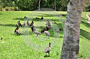 In the grass several Dendrocygna viduata ducks resting in the shade