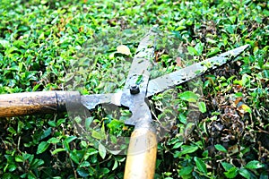 Grass shears with wooden handle on Hokkien tea fence