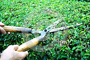 Grass shears with wooden handle on Hokkien tea fence by asian woman hands