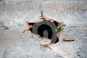 Grass on sheet rusty zinc