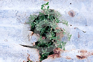 Grass on sheet rusty zinc