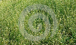 Grass shepherd's purse