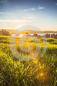 The grass shines in the sunset