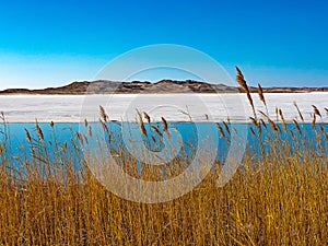 Grass on the Shore of Big Alkali Lake