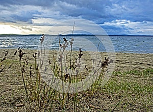 Grass on the shore of the evening lake in inclement weather, lake Uvildy