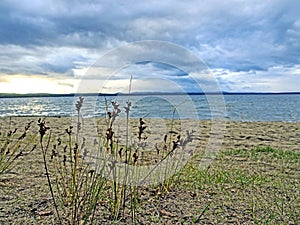 Grass on the shore of the evening lake in inclement weather, lake Uvildy