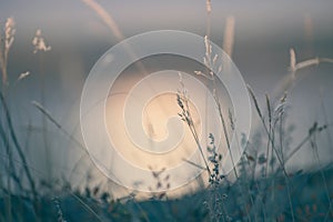 Grass on the shore of the lake at sunset. Abstract nature background photo