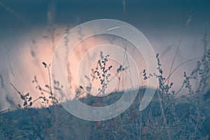 Grass on the shore of the lake at sunset. Abstract nature background photo