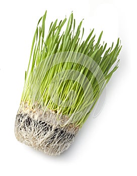Wheat Grass Green health Food photo