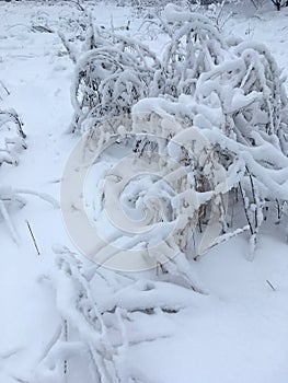 Grass and shrubs under a layer of snow