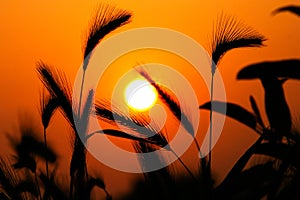 Grass Silhouette Against Sunset