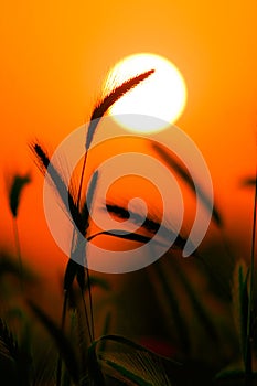 Grass Silhouette Against Sunset