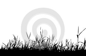 Grass silhouette black