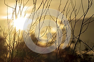 Grass silhouette, romantic mood in the sunset
