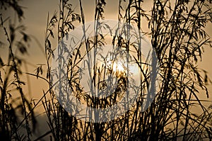 Grass silhouette at sunset