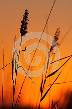 Grass Silhouette at Sunset