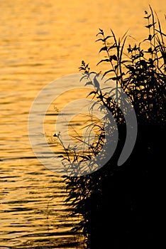 Grass silhouettes at dawn