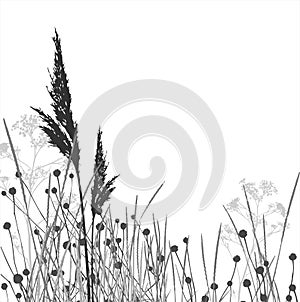 Grass silhouettes / vector / separated