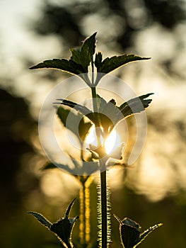 Grass Sillhouette at Sunrise