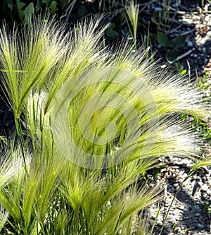 Grass similar to a feather grass with the Latin name Hordeum jubatum