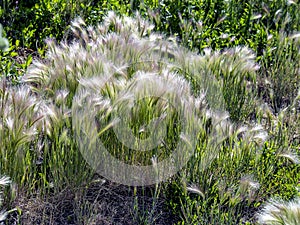 Grass similar to a feather grass with the Latin name Hordeum jubatum