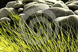 grass sitting on top of a pile of rocks, Generative AI