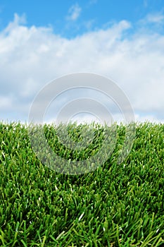 Grass and the sky