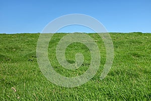 Grass and sky