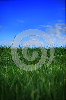 Grass and sky