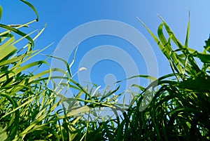 Grass and the sky