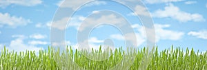 Grass Sky Banner Background