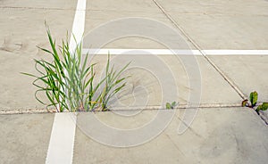 Grass and small wild plants grow between concrete slabs