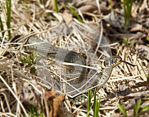 Grass snake