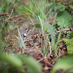 Grass snake