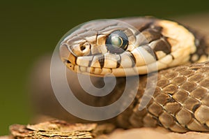 Grass snake