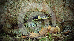 A grass snake