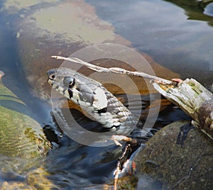 Grass snake