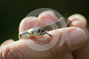 Grass Snake