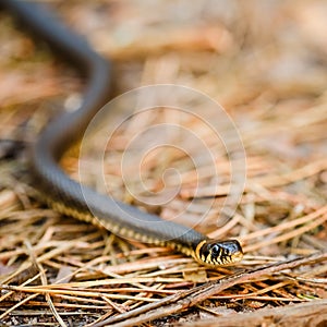 Grass-snake, adder in early spring