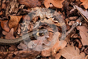 Snake In The Thick Dry Grass